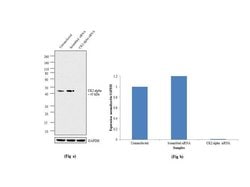 Invitrogen CK2 alpha-1 Recombinant Rabbit Monoclonal Antibody (7H29L3)