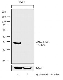 Invitrogen Phospho-CrkL (Tyr207) Recombinant Rabbit Monoclonal Antibody