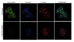 Invitrogen Phospho-CrkL (Tyr207) Recombinant Rabbit Monoclonal Antibody