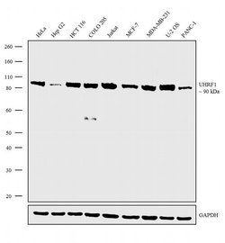 UHRF1 Recombinant Rabbit Monoclonal Antibody (1H2L41), Invitrogen 100 &mu;g;