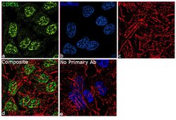 Invitrogen Cdc5L Recombinant Rabbit Monoclonal Antibody (22H12L1) 100 &mu;g;