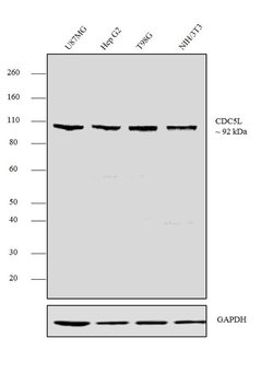 Invitrogen Cdc5L Recombinant Rabbit Monoclonal Antibody (22H12L1) 100 &mu;g;