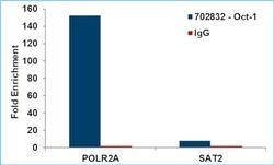 Invitrogen OCT1 (POU2F1) Recombinant Rabbit Monoclonal Antibody (13H18L58)