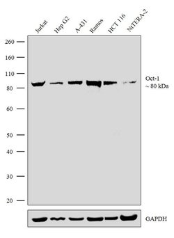 Invitrogen OCT1 (POU2F1) Recombinant Rabbit Monoclonal Antibody (13H18L58)