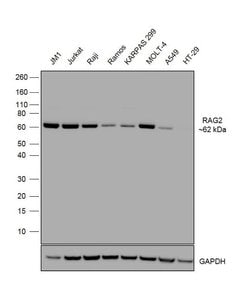Invitrogen RAG2 Recombinant Rabbit Monoclonal Antibody (13H26L53) 100 &mu;g;