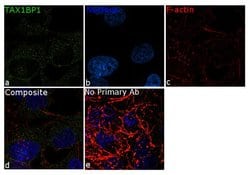 Invitrogen TAX1BP1 Recombinant Rabbit Monoclonal Antibody (4H2L18) 100