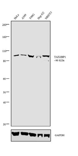 Invitrogen TAX1BP1 Recombinant Rabbit Monoclonal Antibody (4H2L18) 100