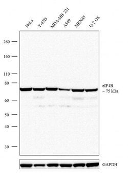 Invitrogen&trade;&nbsp;eIF4B Recombinant Rabbit Monoclonal Antibody (7H37L68)