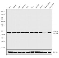 NUDT21 Recombinant Rabbit Monoclonal Antibody (11H33L7):Antibodies, Recombinant