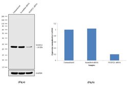 NUDT21 Recombinant Rabbit Monoclonal Antibody (11H33L7):Antibodies, Recombinant