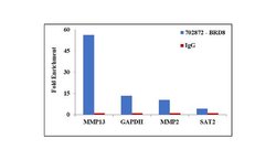 Invitrogen BRD8 Recombinant Rabbit Monoclonal Antibody (1H3L15) 100 &mu;g | Buy Online | Invitrogen&trade; | Fisher Scientific