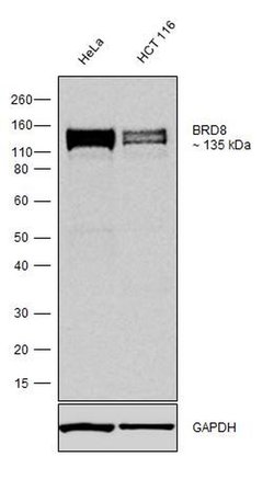 Invitrogen BRD8 Recombinant Rabbit Monoclonal Antibody (1H3L15) 100 &mu;g | Buy Online | Invitrogen&trade; | Fisher Scientific