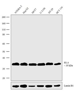 Invitrogen Histone H1.4 Recombinant Rabbit Monoclonal Antibody (22H6L6) 100 &mu;g | Buy Online | Invitrogen&trade; | Fisher Scientific