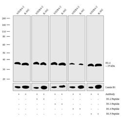Invitrogen Histone H1.4 Recombinant Rabbit Monoclonal Antibody (22H6L6) 100 &mu;g | Buy Online | Invitrogen&trade; | Fisher Scientific
