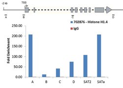 Invitrogen Histone H1.4 Recombinant Rabbit Monoclonal Antibody (22H6L6) 100 &mu;g | Buy Online | Invitrogen&trade; | Fisher Scientific