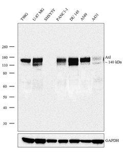Invitrogen Axl Recombinant Rabbit Monoclonal Antibody (15H4L2) 100 &mu;g;