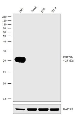 Invitrogen CD179b Recombinant Rabbit Monoclonal Antibody (8H16L35) 100