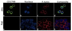 Invitrogen CD179b Recombinant Rabbit Monoclonal Antibody (8H16L35) 100