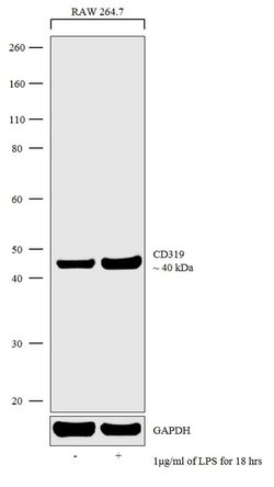 Invitrogen CD319 (CRACC) Recombinant Rabbit Monoclonal Antibody (5H2L4)
