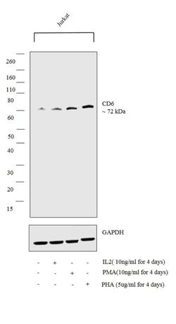 Invitrogen CD6 Recombinant Rabbit Monoclonal Antibody (4H14L18) 100 &mu;g;