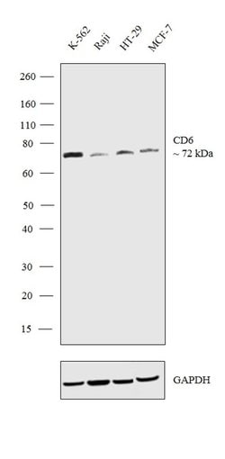 Invitrogen CD6 Recombinant Rabbit Monoclonal Antibody (4H14L18) 100 &mu;g;