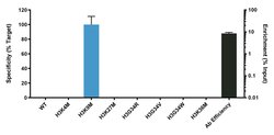Invitrogen H3.3 K9M oncohistone mutant Recombinant Rabbit Monoclonal Antibody