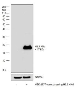 Invitrogen H3.3 K9M oncohistone mutant Recombinant Rabbit Monoclonal Antibody