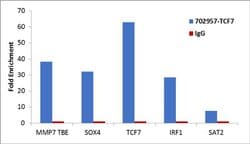 Invitrogen TCF7 Recombinant Rabbit Monoclonal Antibody (18H15L9) 100 &mu;g | Buy Online | Invitrogen&trade; | Fisher Scientific