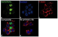 Invitrogen TCF7 Recombinant Rabbit Monoclonal Antibody (18H15L9) 100 &mu;g | Buy Online | Invitrogen&trade; | Fisher Scientific