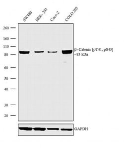 Invitrogen Phospho-beta Catenin (Thr41, Ser45) Recombinant Rabbit Monoclonal