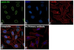 Invitrogen Lamin B1 Recombinant Rabbit Monoclonal Antibody (10H34L18) 100