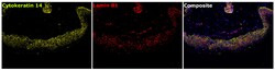 Invitrogen Lamin B1 Recombinant Rabbit Monoclonal Antibody (10H34L18) 100