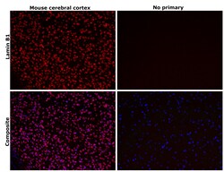 Invitrogen Lamin B1 Recombinant Rabbit Monoclonal Antibody (10H34L18) 100