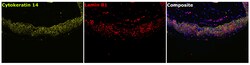 Invitrogen Lamin B1 Recombinant Rabbit Monoclonal Antibody (10H34L18) 100