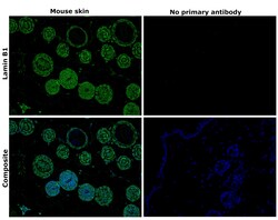Invitrogen Lamin B1 Recombinant Rabbit Monoclonal Antibody (10H34L18) 100
