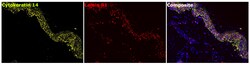 Invitrogen Lamin B1 Recombinant Rabbit Monoclonal Antibody (10H34L18) 100
