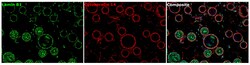 Invitrogen Lamin B1 Recombinant Rabbit Monoclonal Antibody (10H34L18) 100