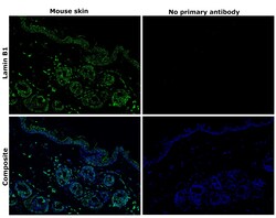 Invitrogen Lamin B1 Recombinant Rabbit Monoclonal Antibody (10H34L18) 100