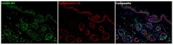 Invitrogen Lamin B1 Recombinant Rabbit Monoclonal Antibody (10H34L18) 100