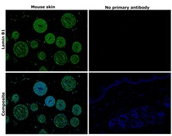 Invitrogen Lamin B1 Recombinant Rabbit Monoclonal Antibody (10H34L18) 100