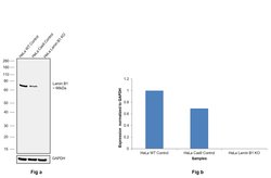 Invitrogen Lamin B1 Recombinant Rabbit Monoclonal Antibody (10H34L18) 100