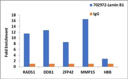 Invitrogen Lamin B1 Recombinant Rabbit Monoclonal Antibody (10H34L18) 100
