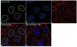 Invitrogen Lamin B1 Recombinant Rabbit Monoclonal Antibody (10H34L18) 100