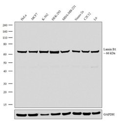 Invitrogen Lamin B1 Recombinant Rabbit Monoclonal Antibody (10H34L18) 100