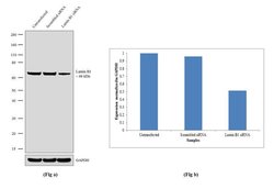 Invitrogen Lamin B1 Recombinant Rabbit Monoclonal Antibody (10H34L18) 100