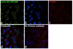 Invitrogen Lamin B1 Recombinant Rabbit Monoclonal Antibody (10H34L18),