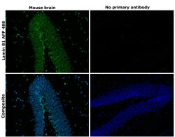 Invitrogen Lamin B1 Recombinant Rabbit Monoclonal Antibody (10H34L18),