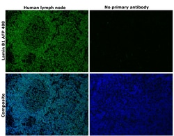 Invitrogen Lamin B1 Recombinant Rabbit Monoclonal Antibody (10H34L18),