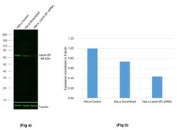 Invitrogen Lamin B1 Recombinant Rabbit Monoclonal Antibody (10H34L18),
