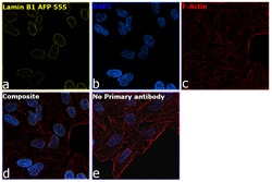 Invitrogen Lamin B1 Recombinant Rabbit Monoclonal Antibody (10H34L18),